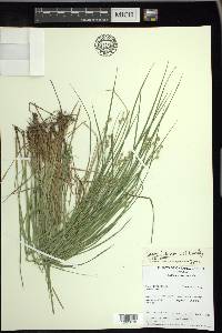 Carex interior image