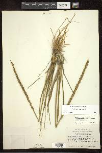 Triglochin maritima image