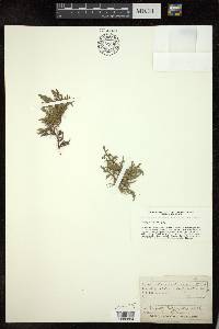 Selaginella rupestris image