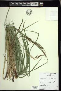 Carex haydenii image