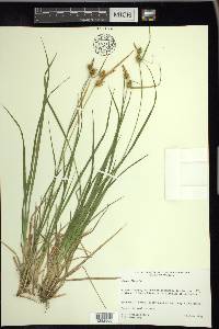 Carex flava image