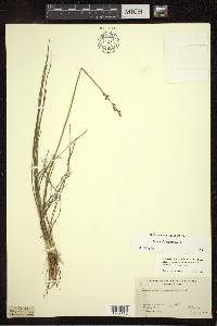 Triglochin maritima image