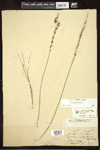 Triglochin maritima image