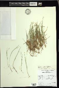 Carex pauciflora image