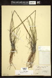 Triglochin maritima image