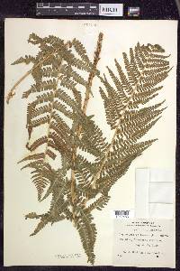 Dryopteris filix-mas image