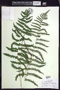 Thelypteris palustris var. pubescens image