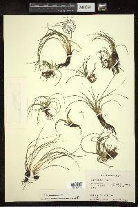 Isoëtes echinospora image