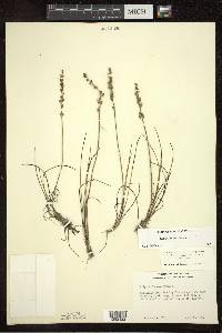 Triglochin maritima image