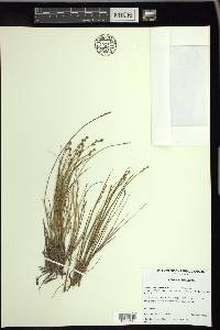 Carex echinata image