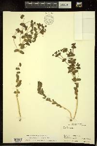 Euphorbia condylocarpa image
