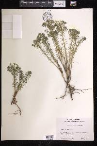 Euphorbia cyparissias image