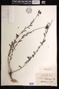 Euphorbia cassia image