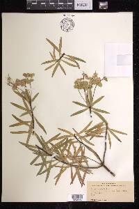 Euphorbia dendroides image