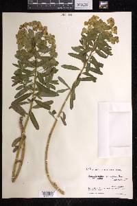Euphorbia cornigera image