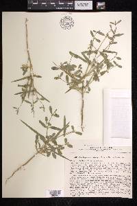 Euphorbia cheirolepis image