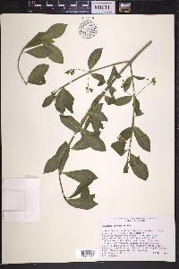 Euonymus obovata image