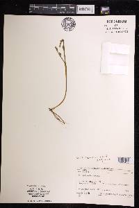 Botrychium simplex image