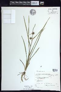 Sparganium angustifolium image