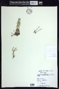 Myosotis verna image