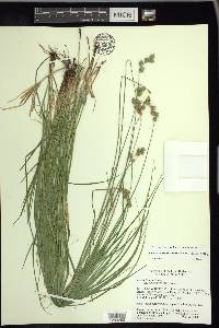 Carex echinodes image