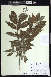 Salix cordata image