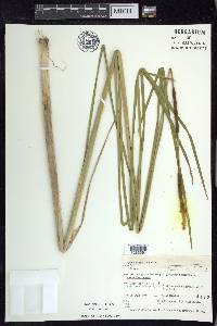 Typha angustifolia image