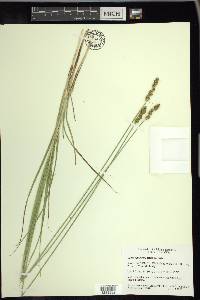 Carex annectens var. xanthocarpa image