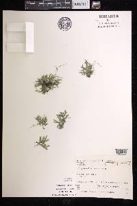 Selaginella rupestris image