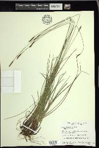 Carex scirpoidea image