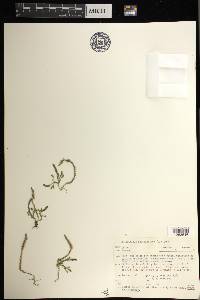 Selaginella selaginoides image