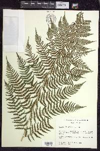 Athyrium filix-femina subsp. angustum image