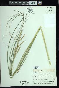 Spartina pectinata image