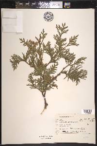 Thuja occidentalis image