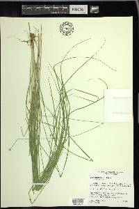 Carex atlantica subsp. atlantica image