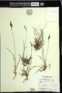 Carex microchaeta subsp. nesophila image