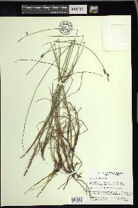 Carex pluriflora image