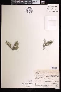 Selaginella rupestris image