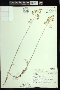 Anthoxanthum nitens image