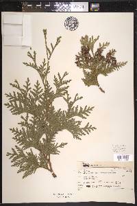 Thuja occidentalis image