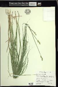 Carex albolutescens image