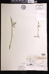 Botrychium angustisegmentum image