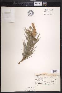 Pinus sylvestris image