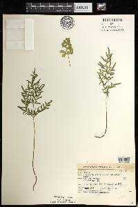 Cryptogramma stelleri image