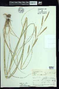 Spartina pectinata image