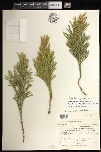 Dendrolycopodium hickeyi image