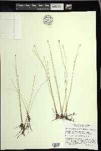 Eleocharis quinqueflora image