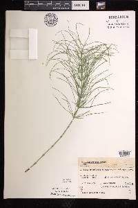 Equisetum pratense image