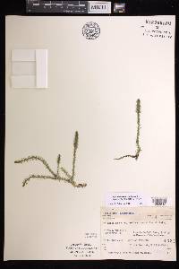 Lycopodium inundatum image