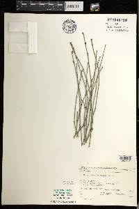 Equisetum variegatum image